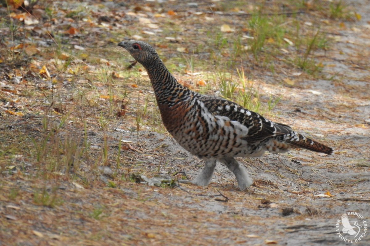 Глухарь птица фото самка