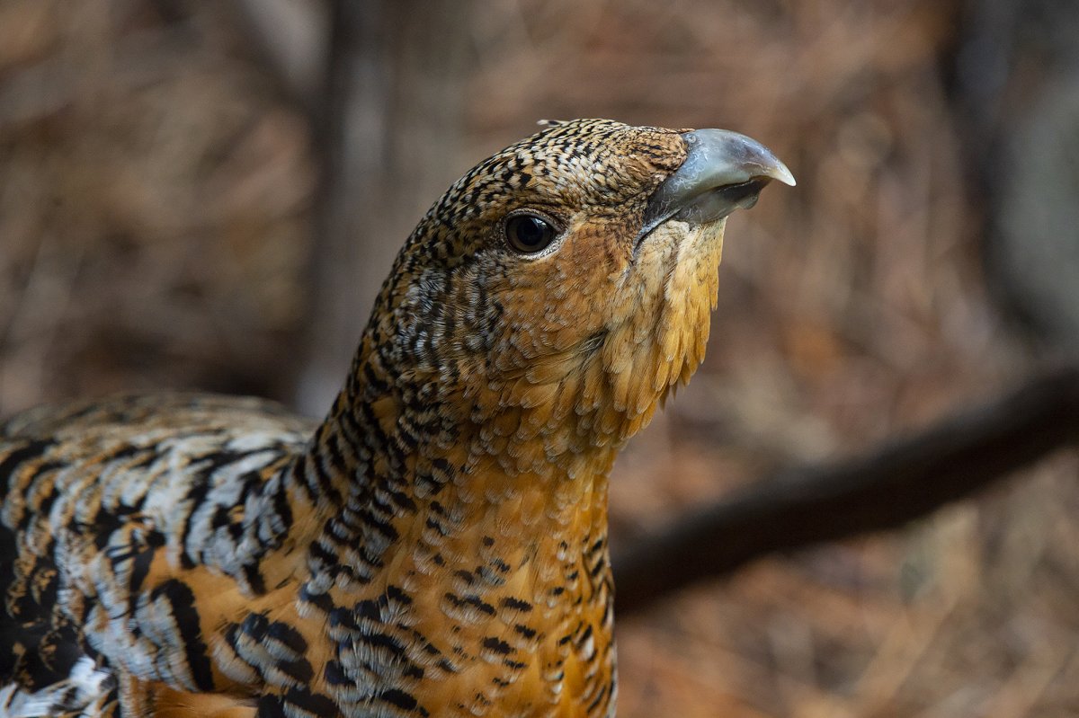 Цвет капалухи
