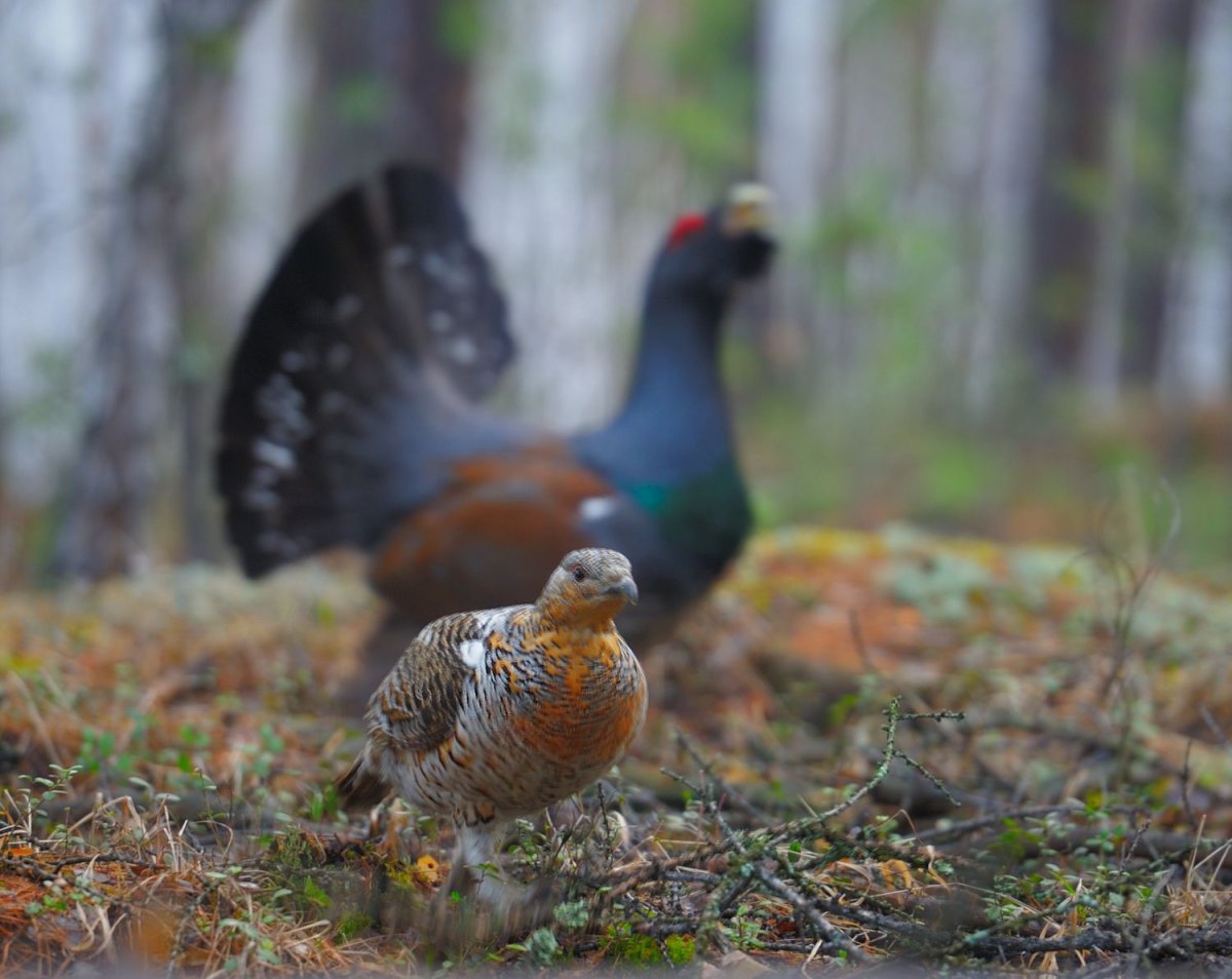 Глухарь Хакасия