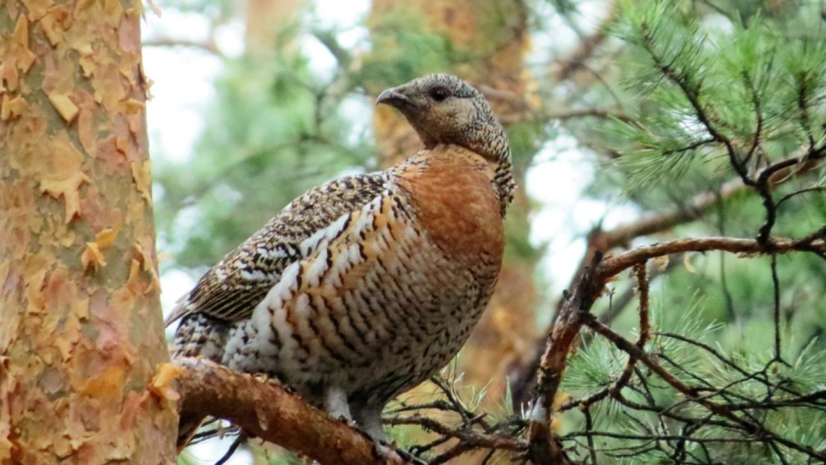 Капалуха птица