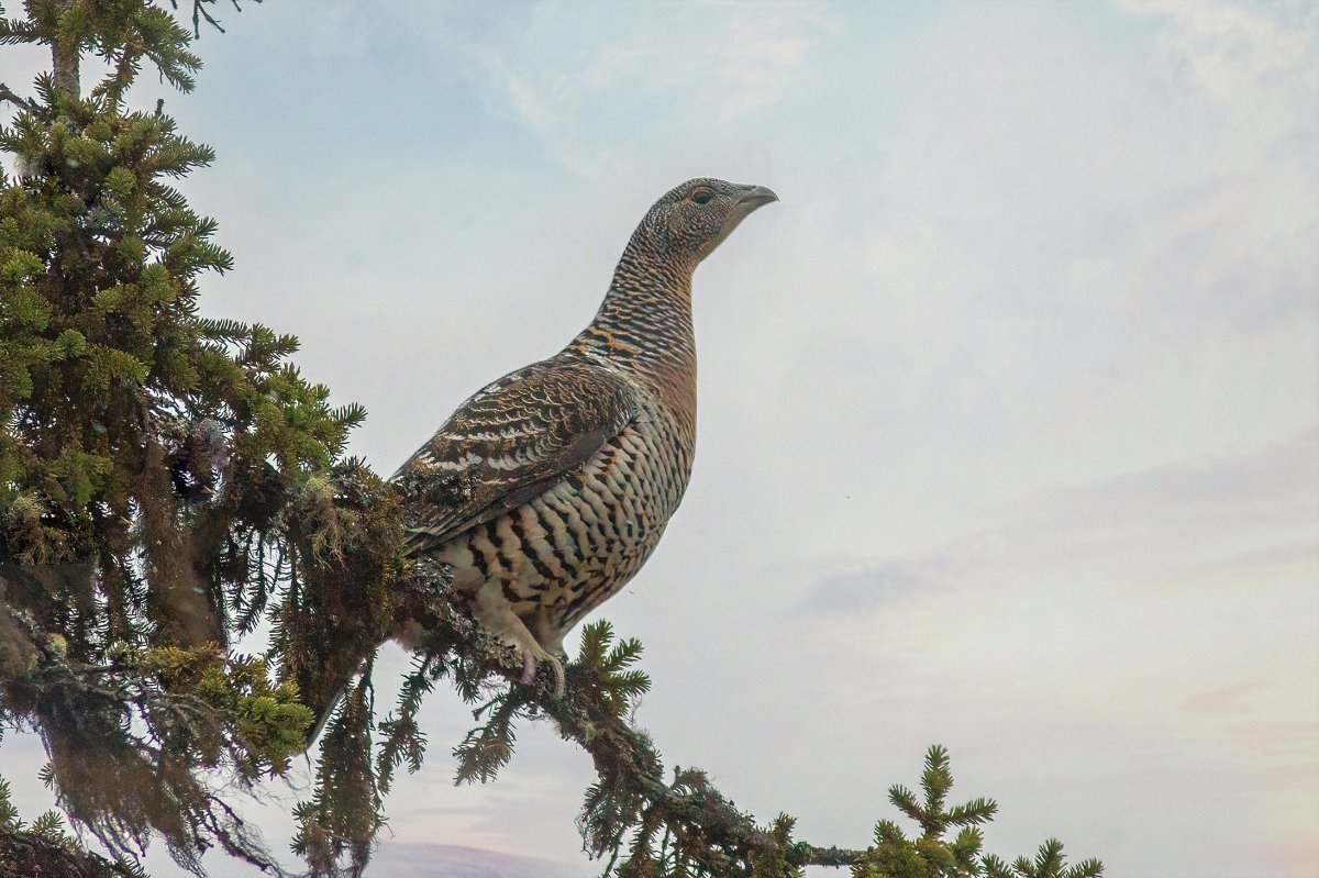 Самка глухаря Капалуха