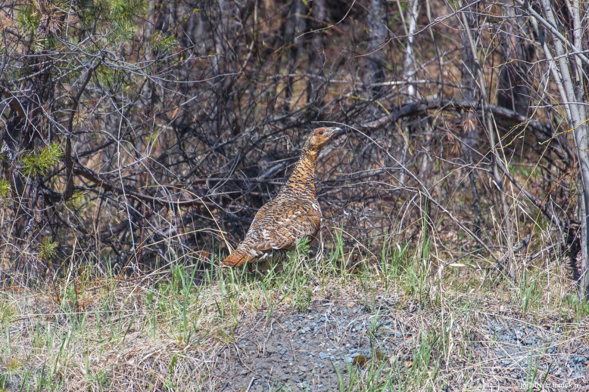 Осенний Глухарь