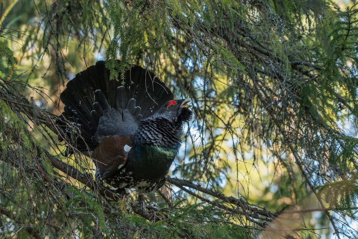 Токование глухарей