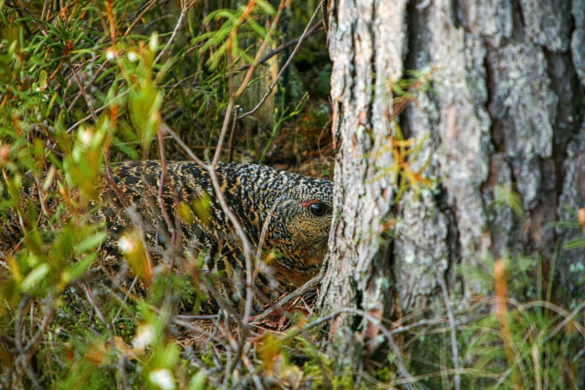 Тетерев самка
