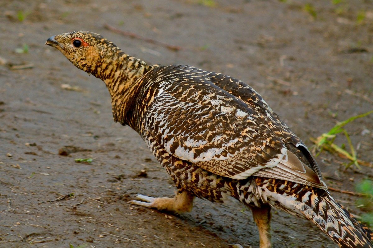 Глухарка фото