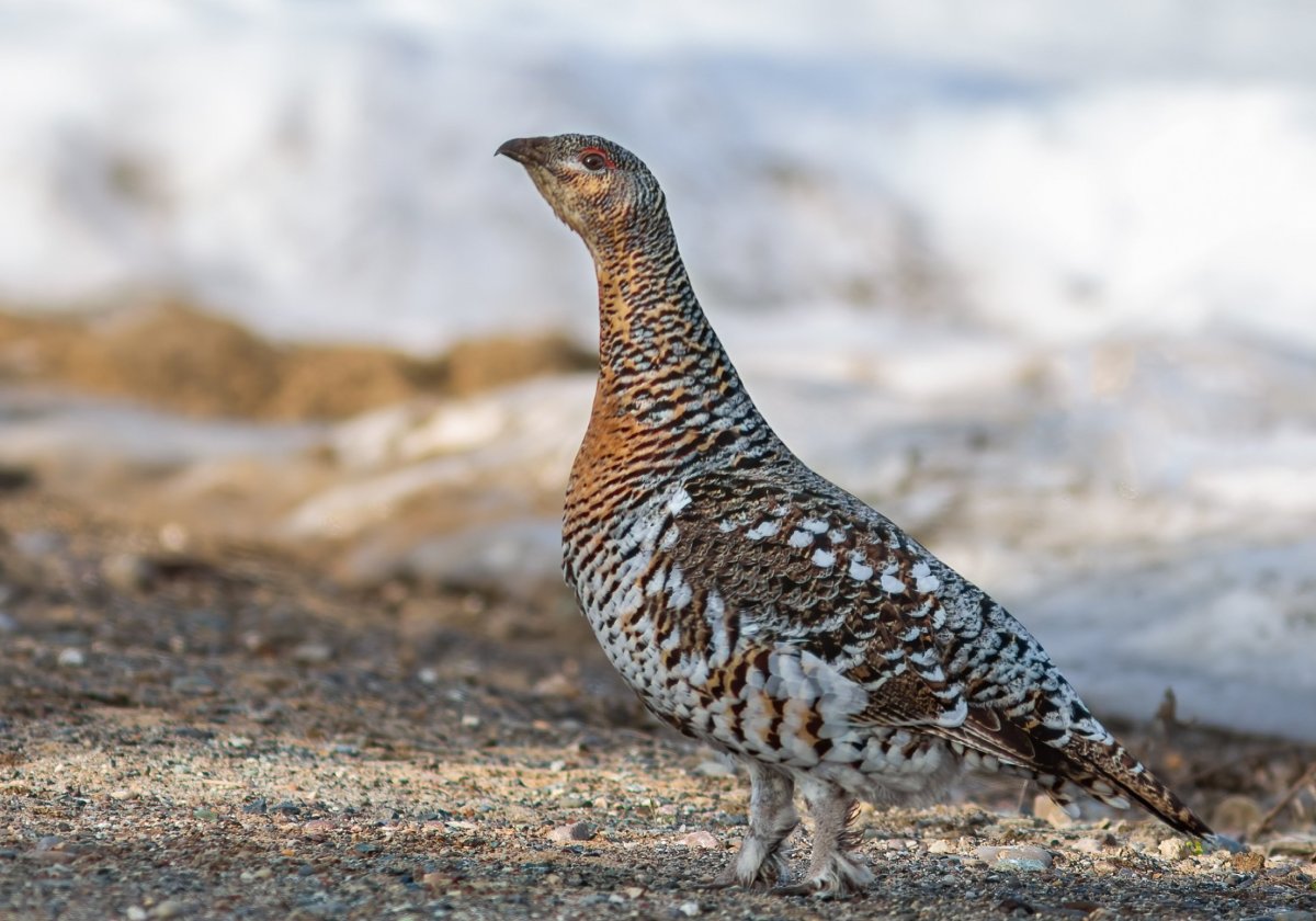 Самка глухаря Капалуха