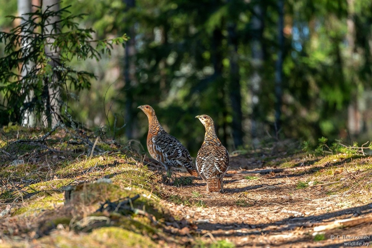 Самка глухаря фото