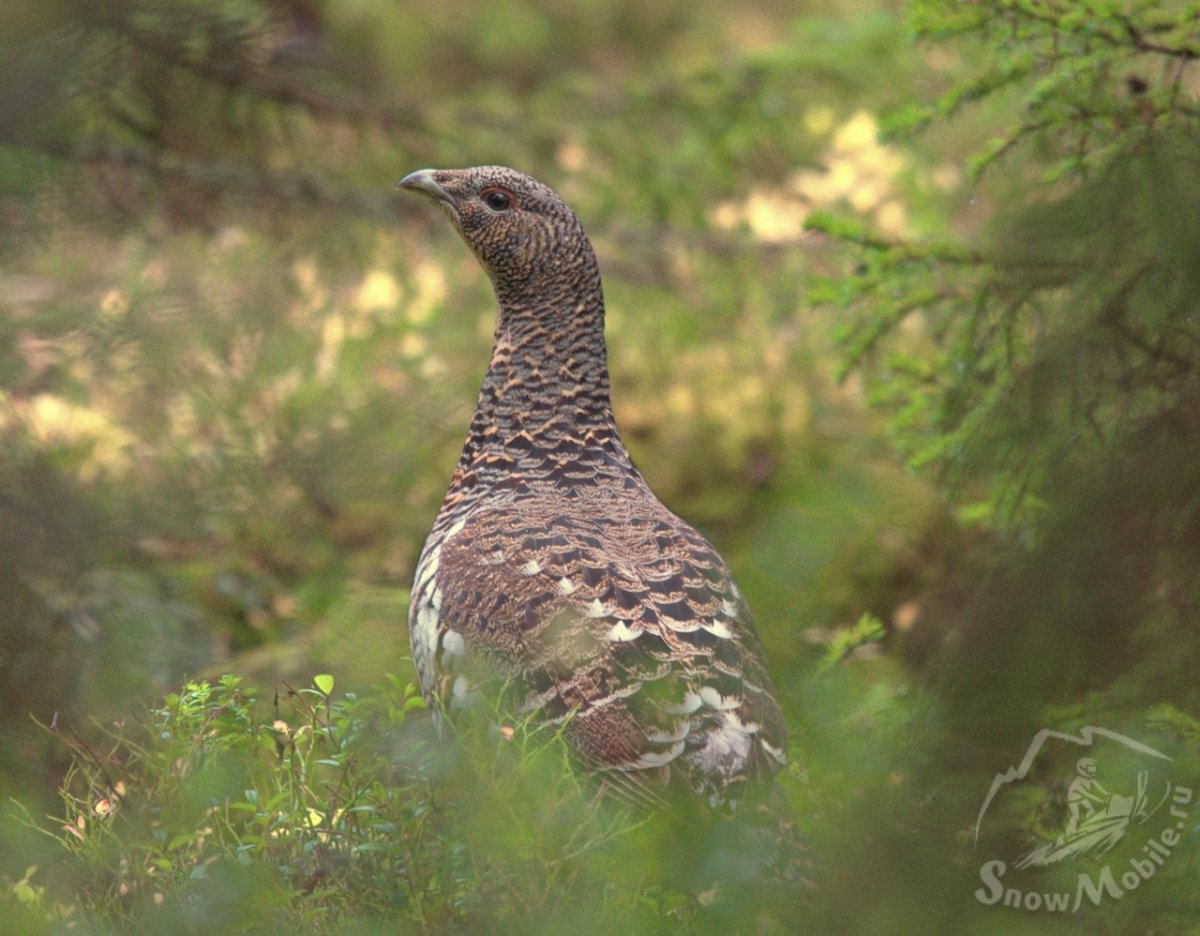 Тетерев-Косач самка