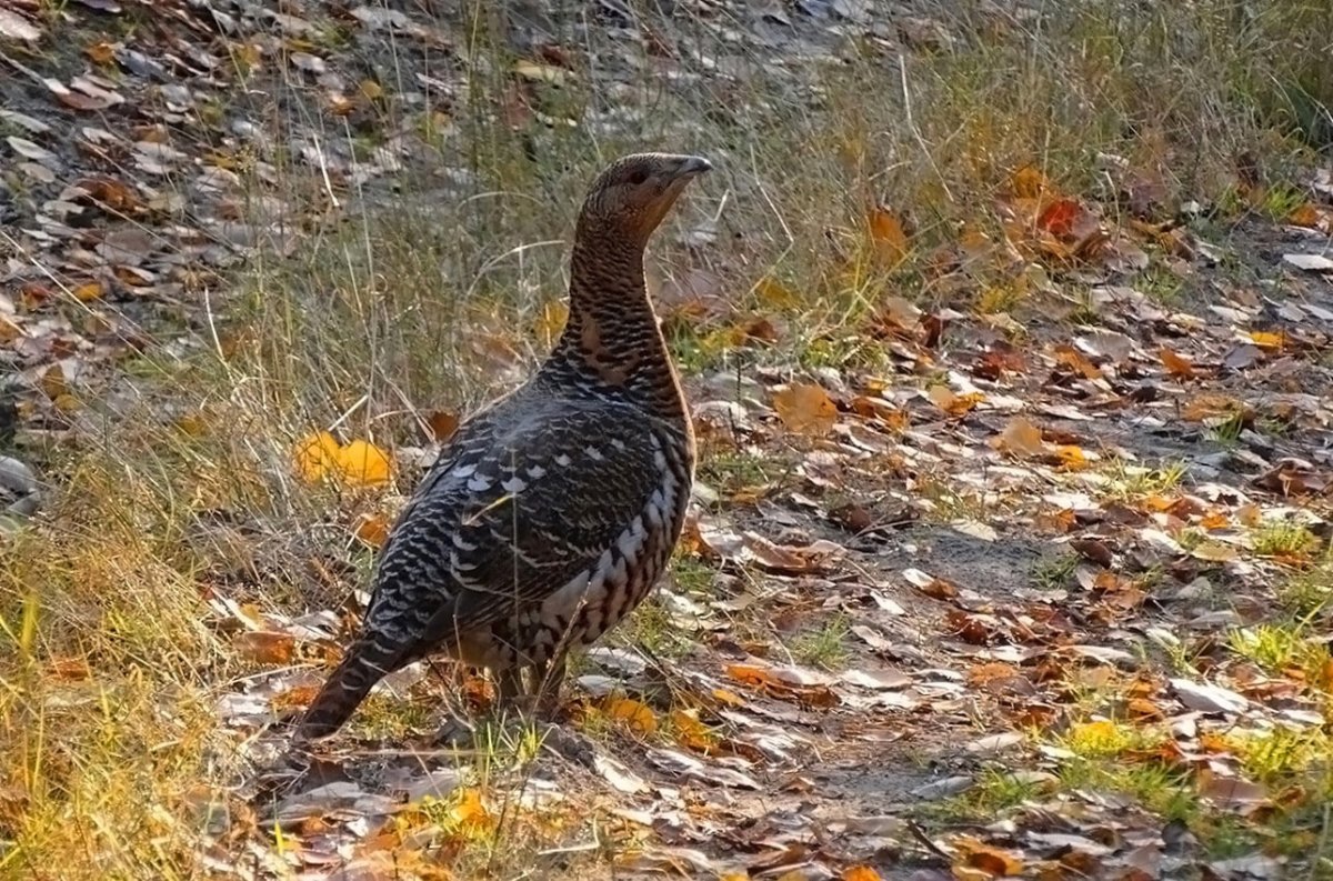 Глухарь и Глухарка