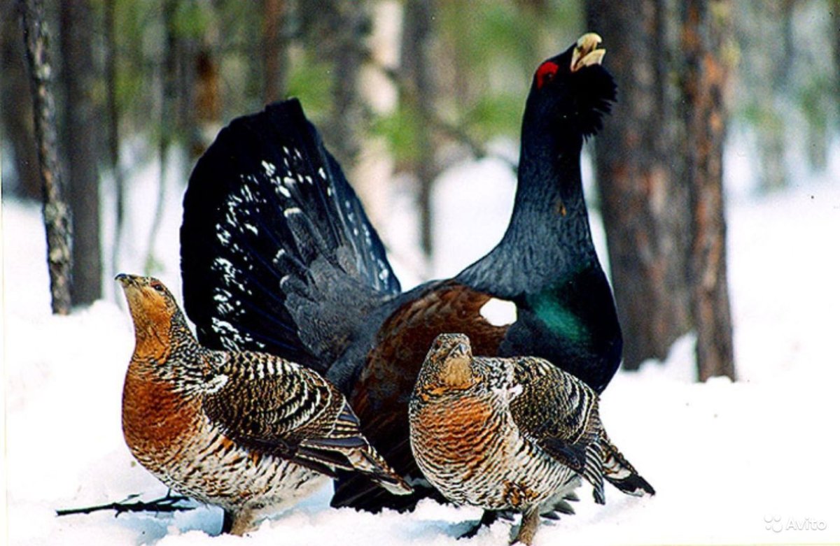 Глухарь и Капалуха