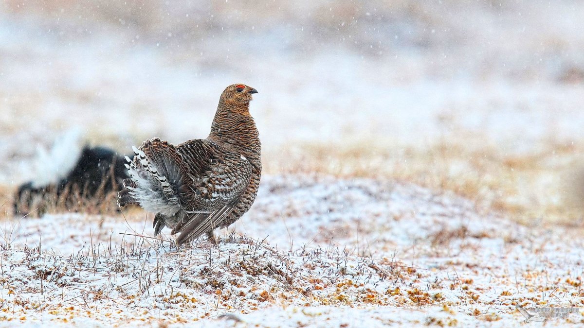 Капылуха (самка глухаря)