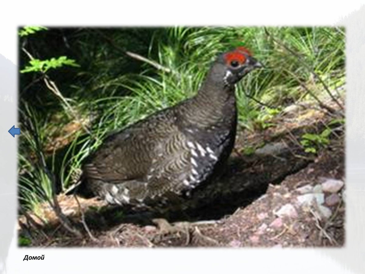 Тушка капалухи