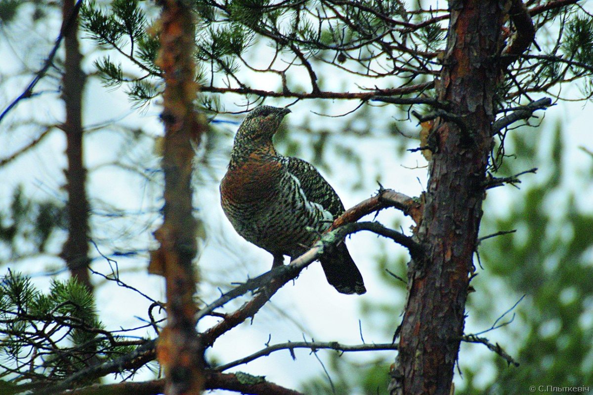 Гнездо Глухарь Капалуха