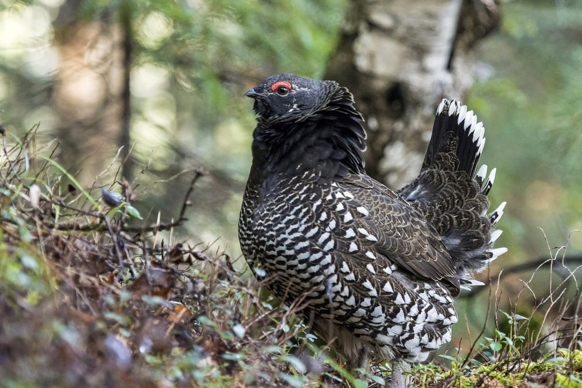 Капалуха это птица Глухарь