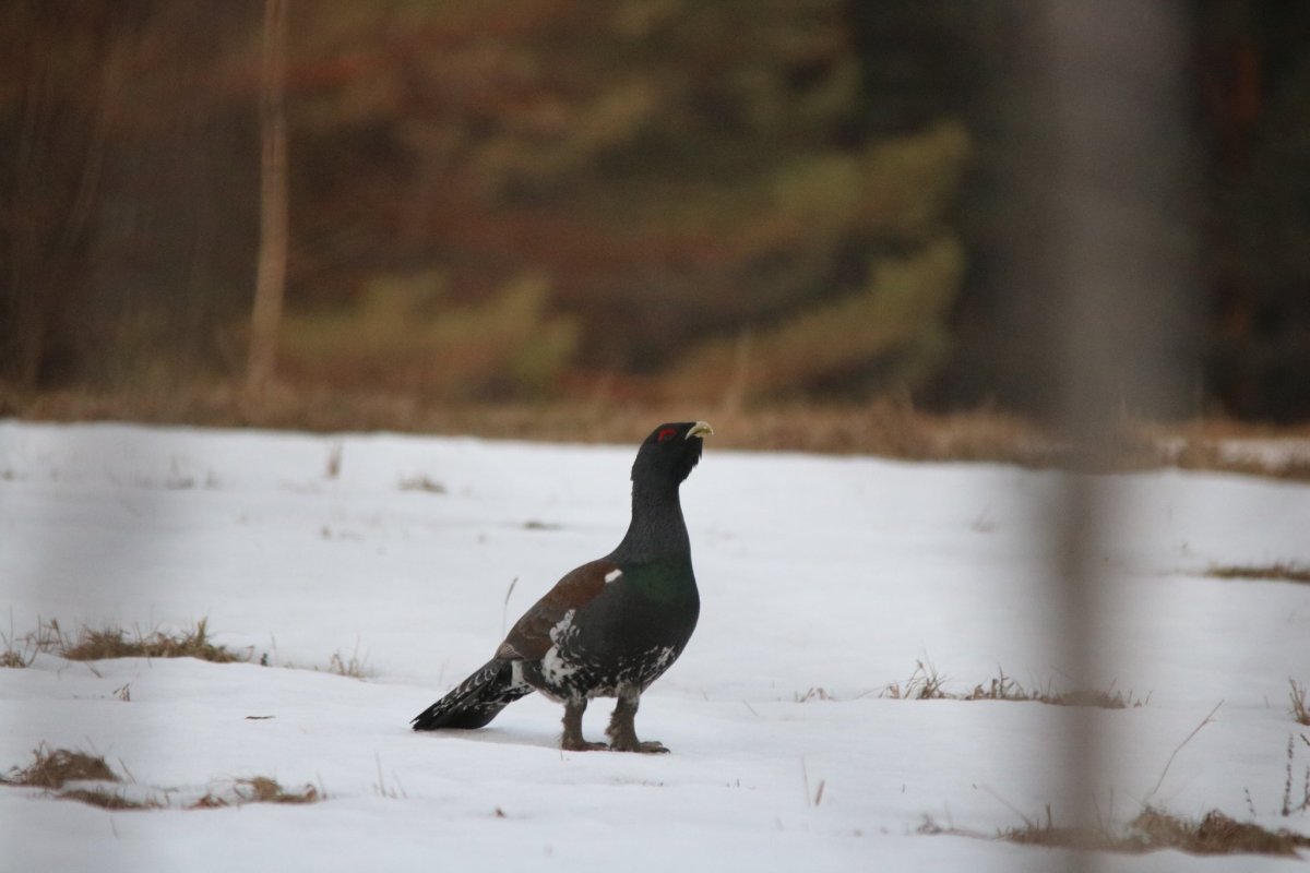 Глухарь Брянской области