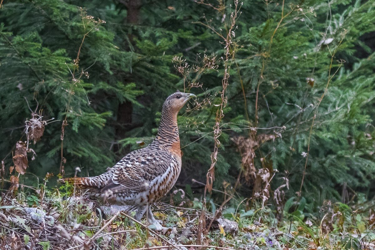 Самка глухаря Капалуха