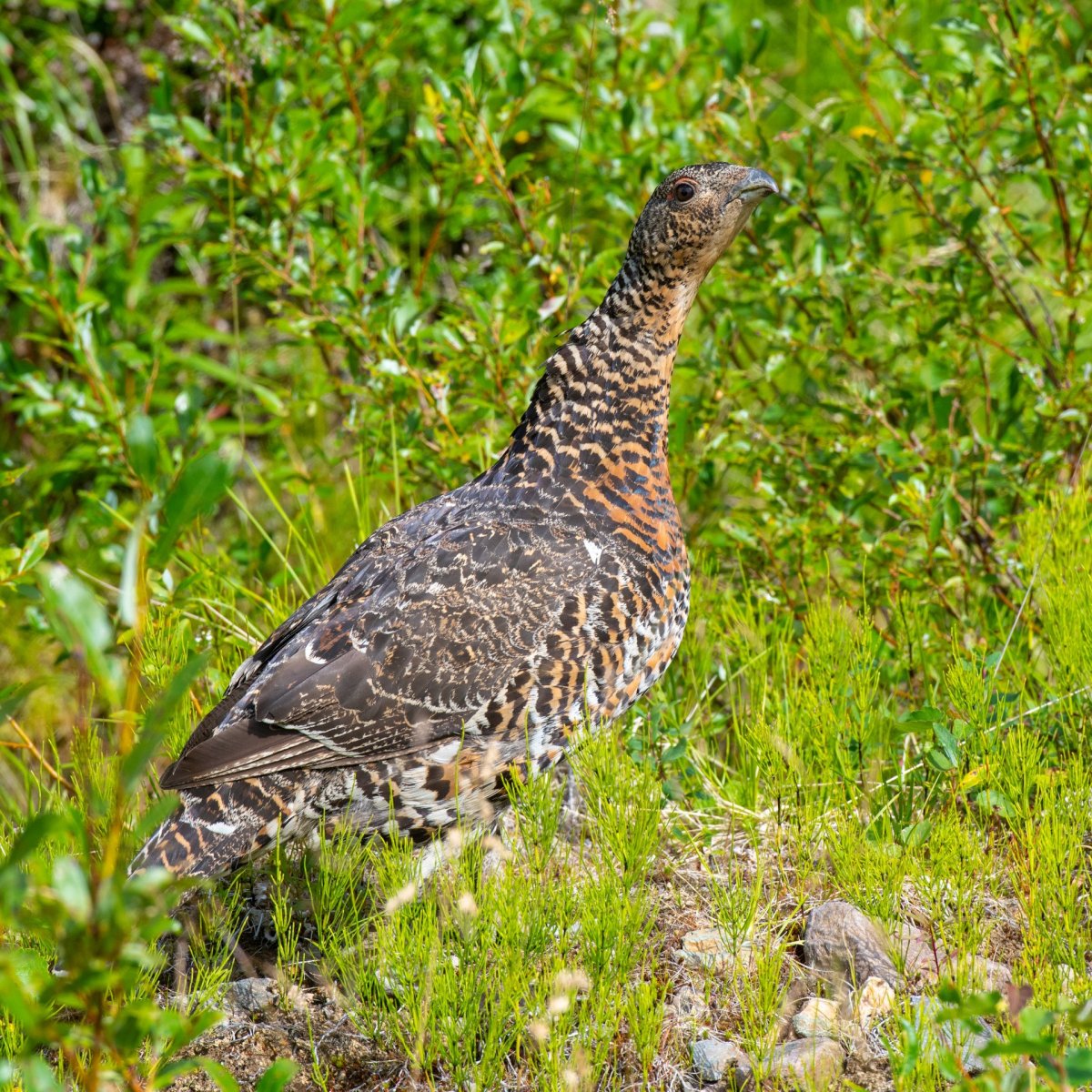 Тетерев птица самка