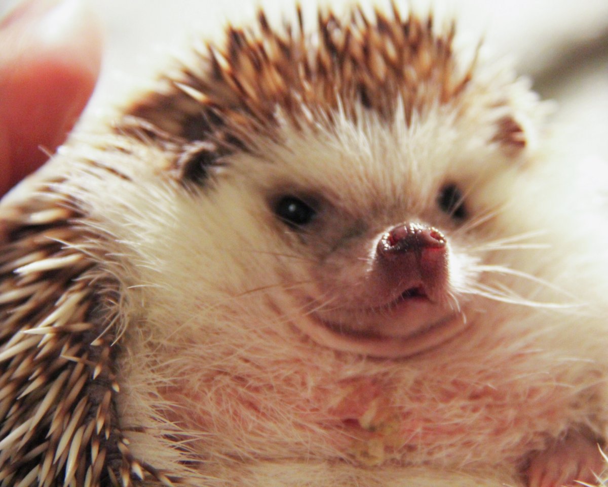 Ежик с высунутым языком