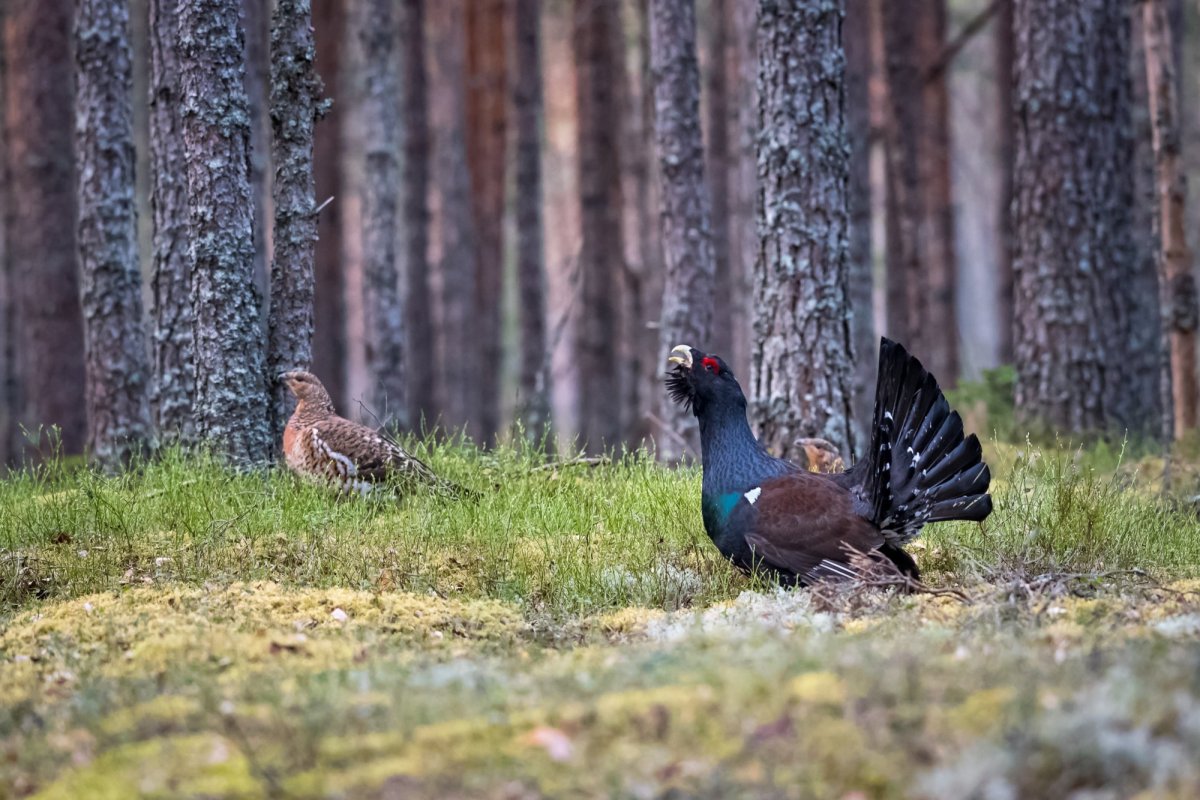 Глухарь (Tetrao urogallus)