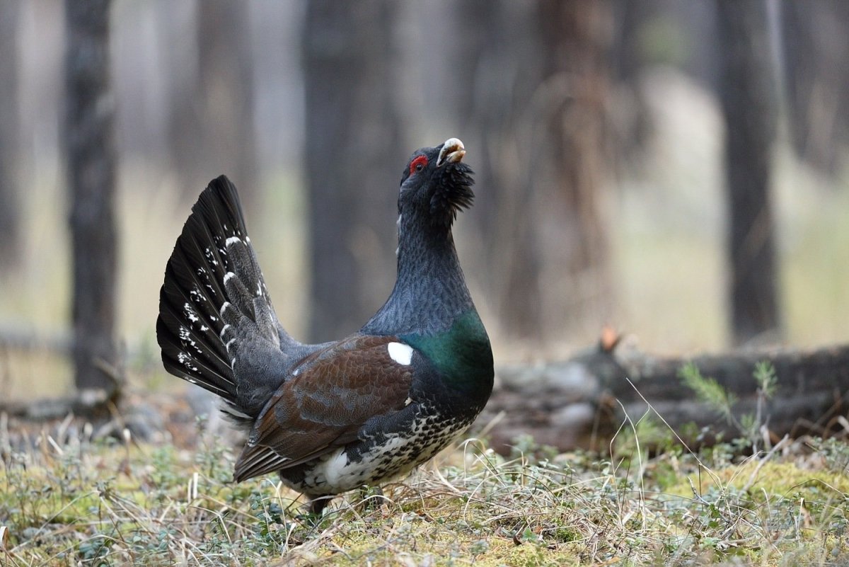 Пёстрый джунглевый перепел