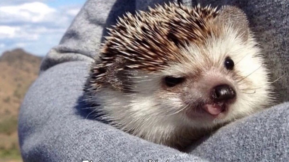 Боевая ежиха