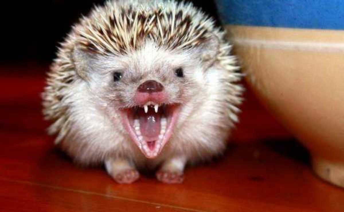 Еж Эстетика