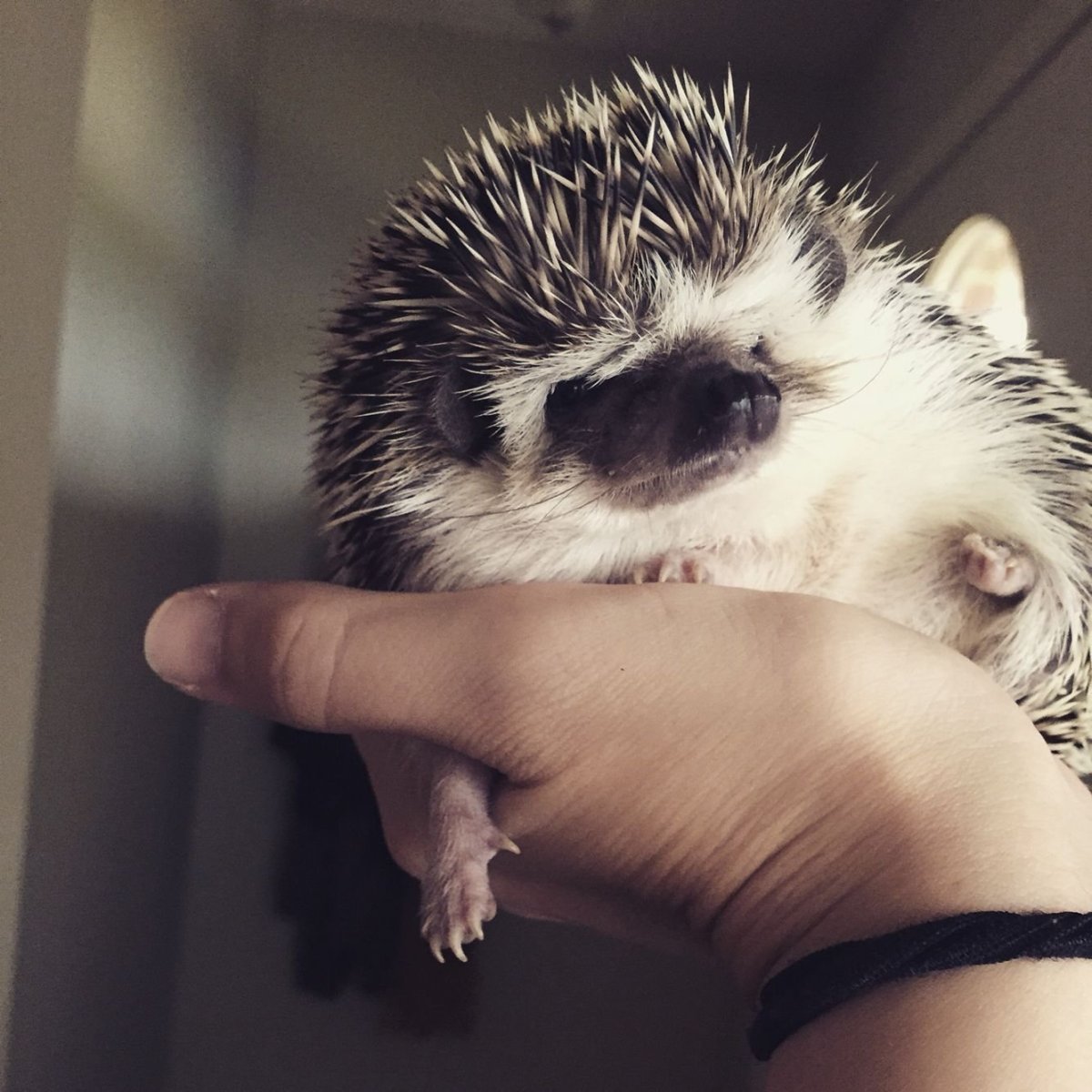 Недовольный Ежик