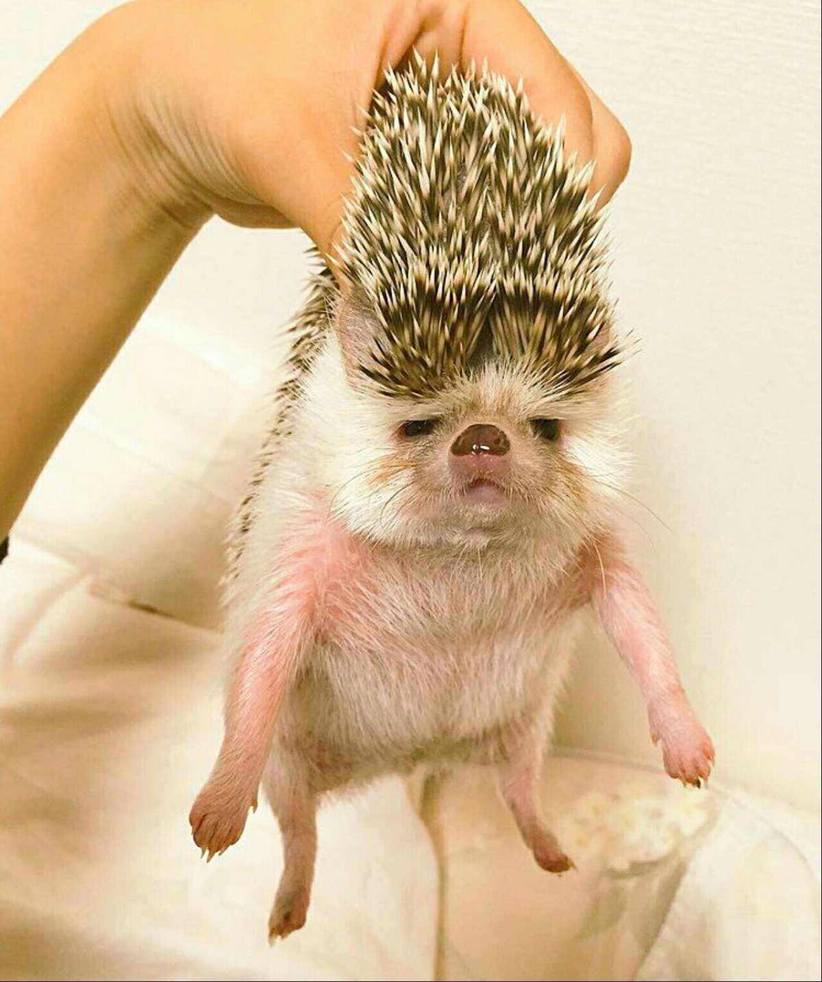 Путешествие ежика