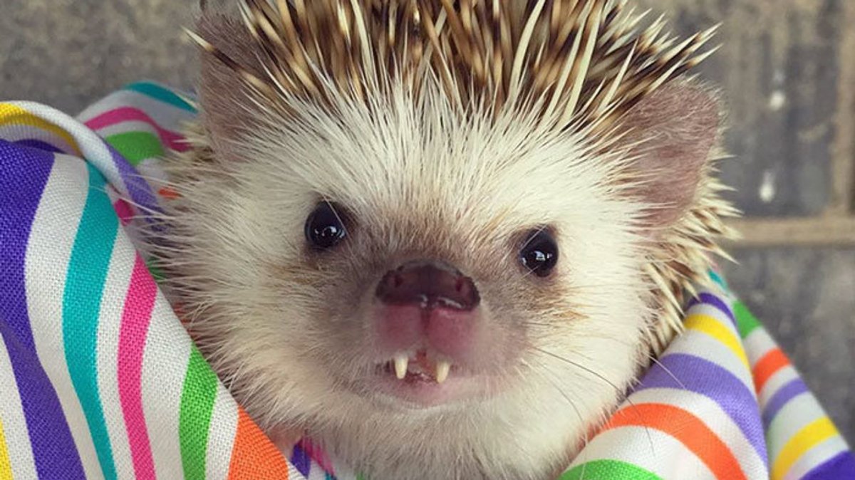 Боевые ежики