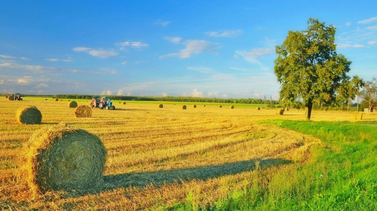 Август природа