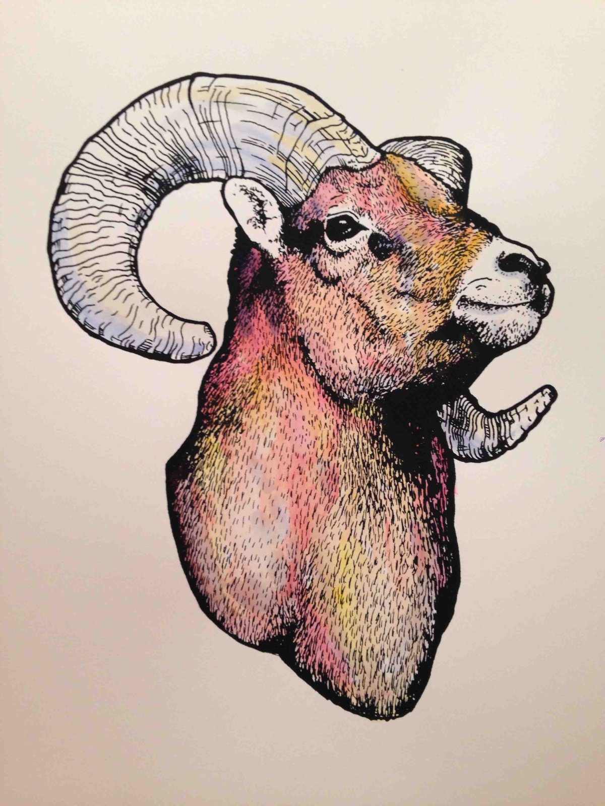 Баран рисунок