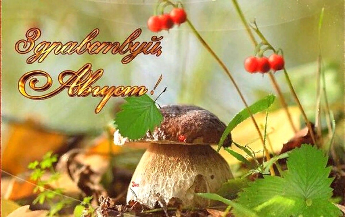 Открытки про август красивые