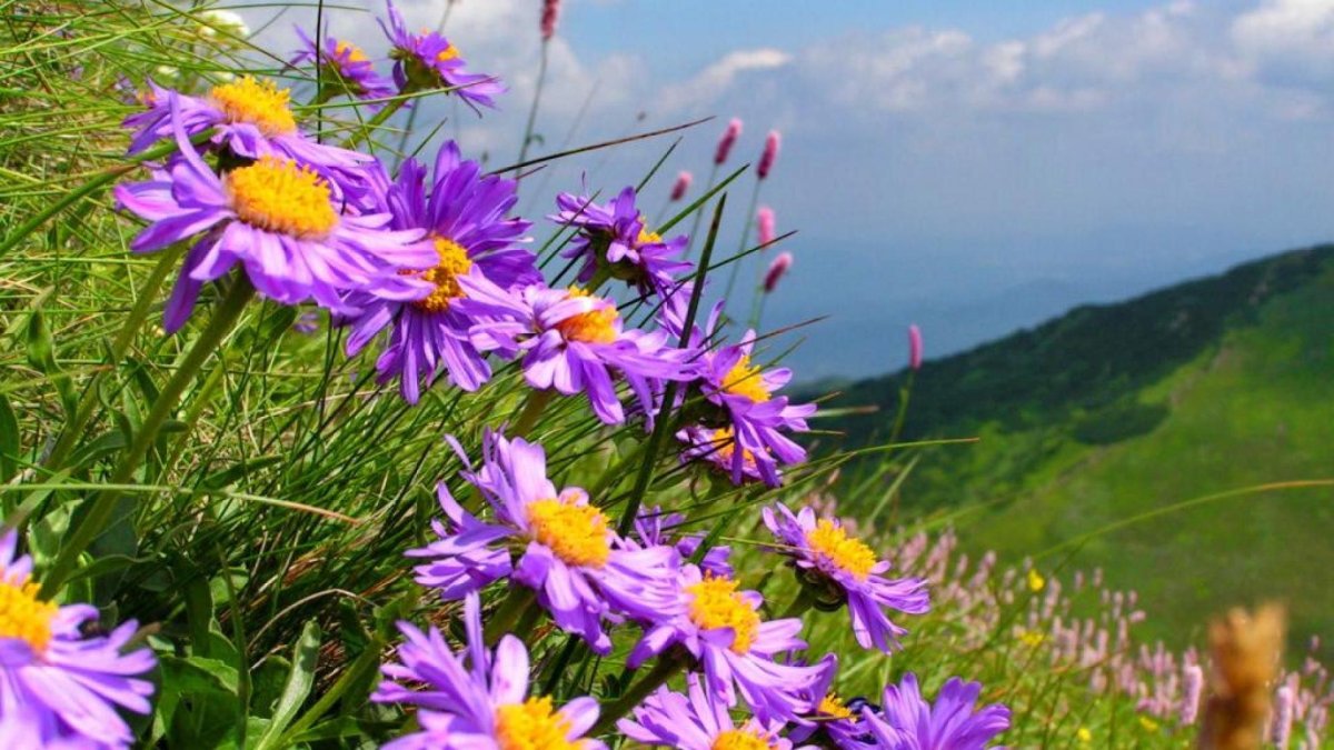 Августовские полевые цветы