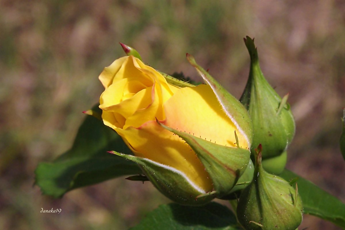 Пожелания тепла и радости