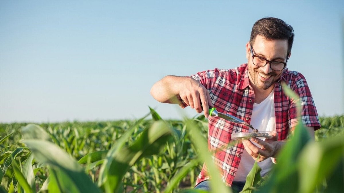 Агроном пшеница