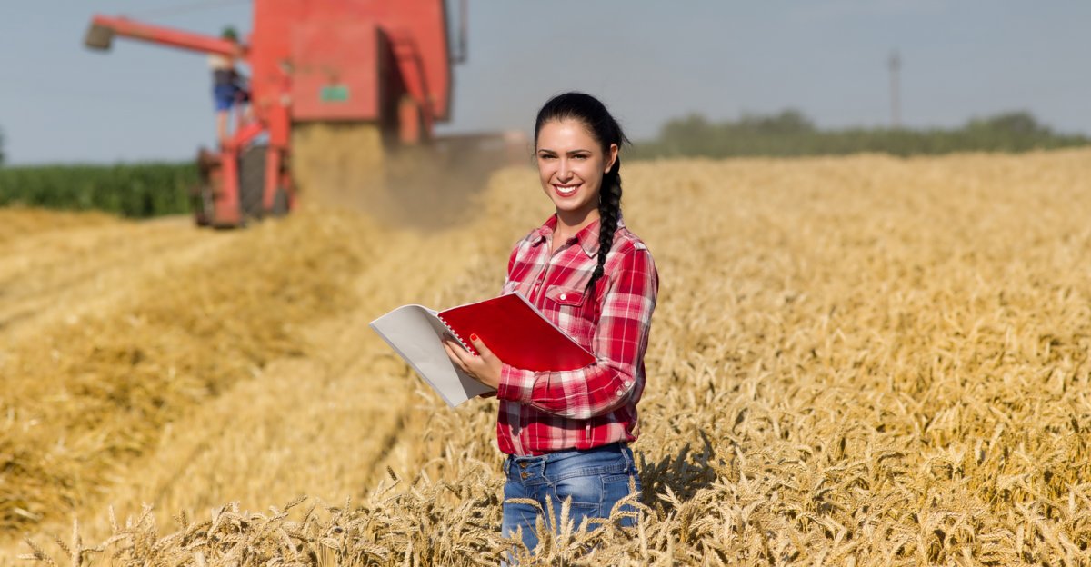 Кукурузное поле