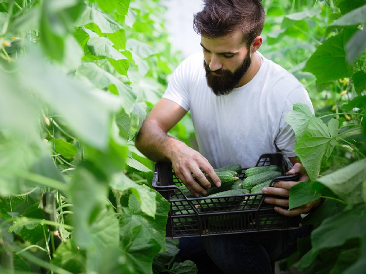 Довольный агроном