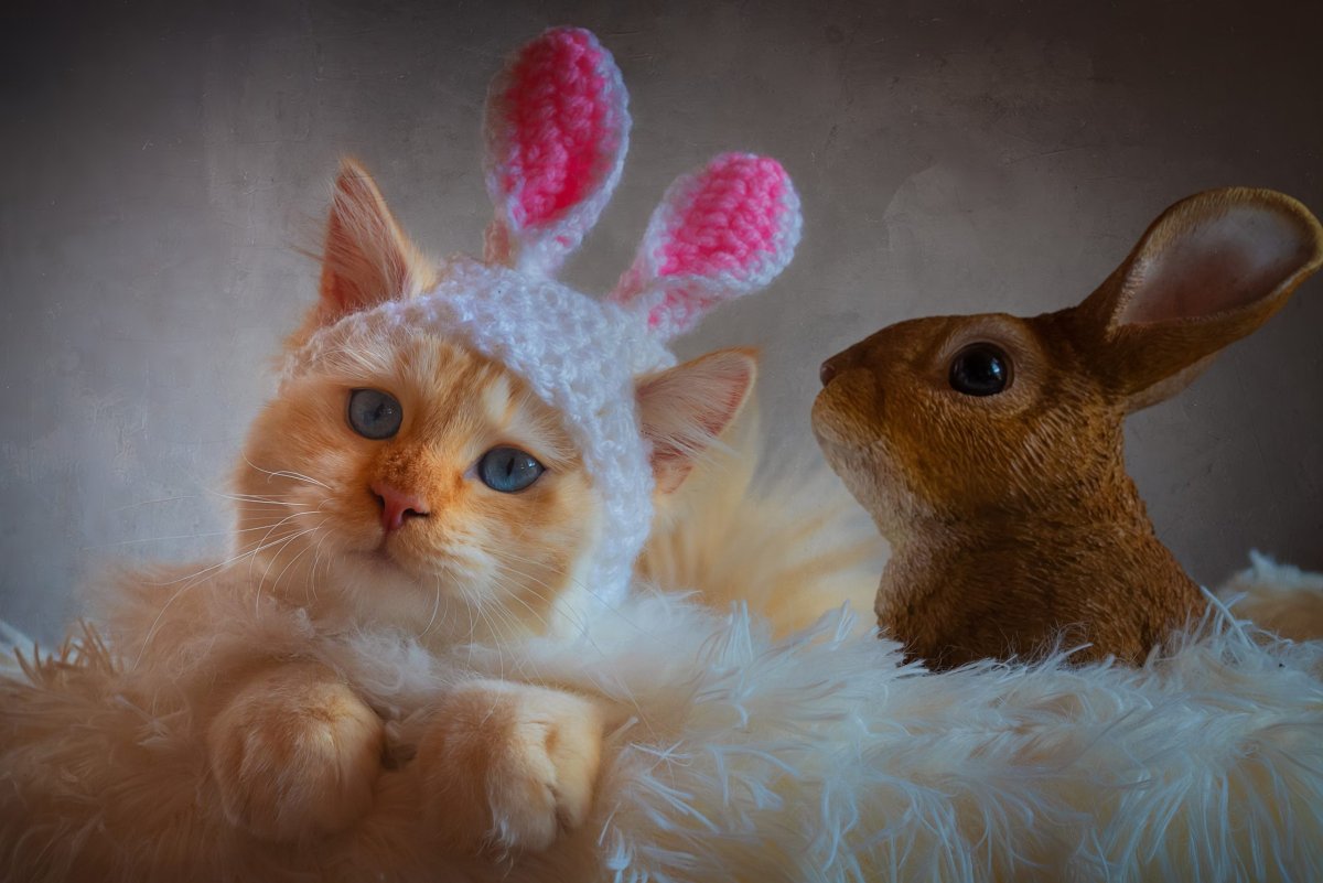 Милые котики и зайчики