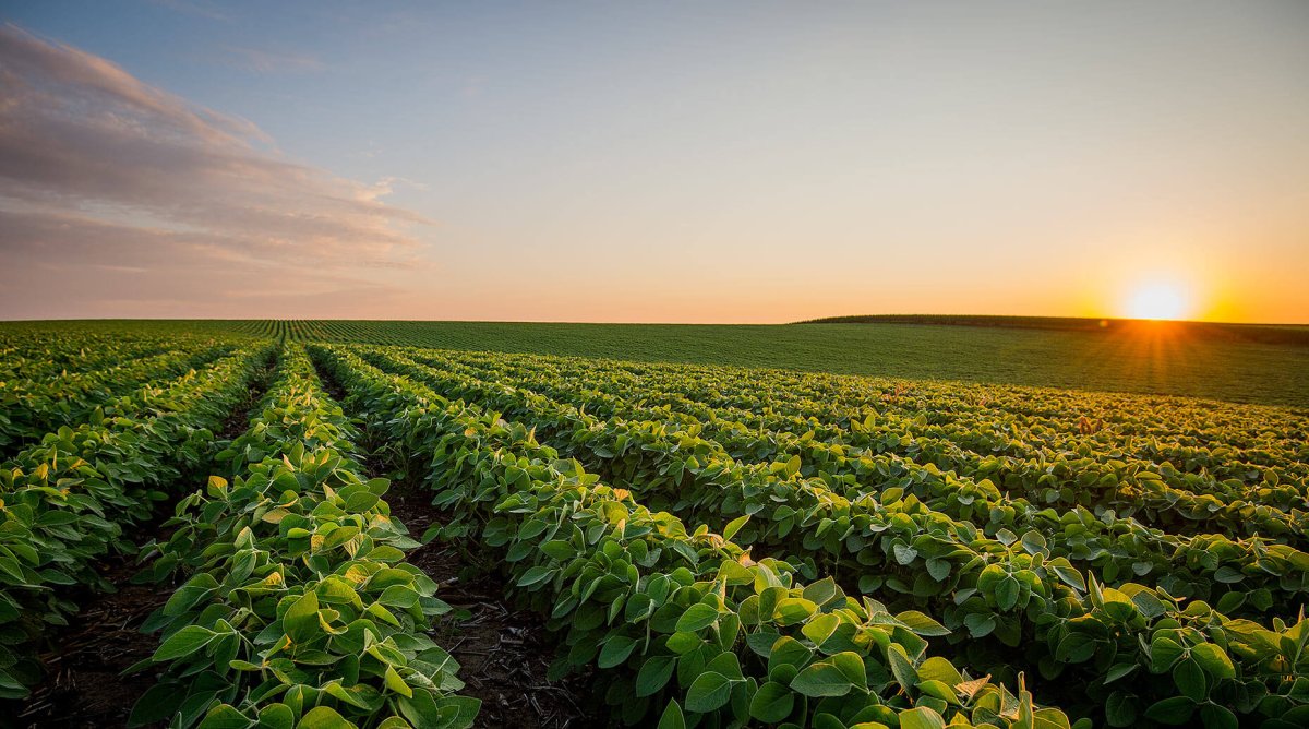 Сельскохозяйственная экология
