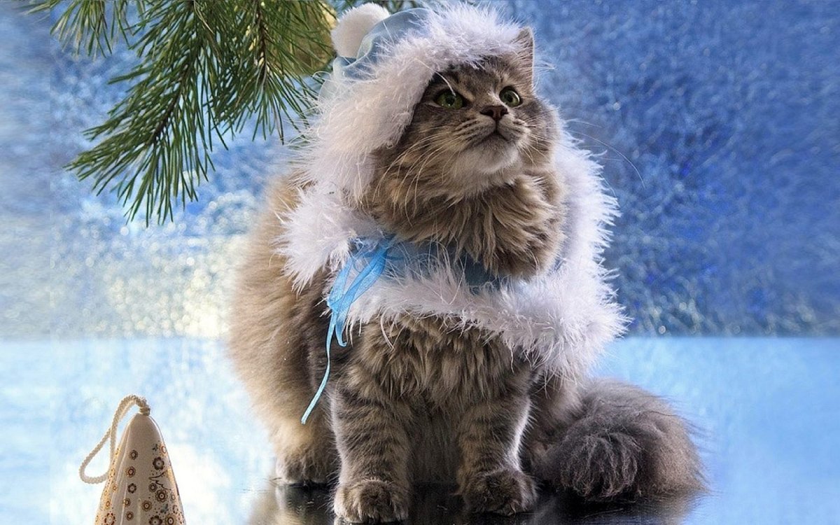 Новогодние котята