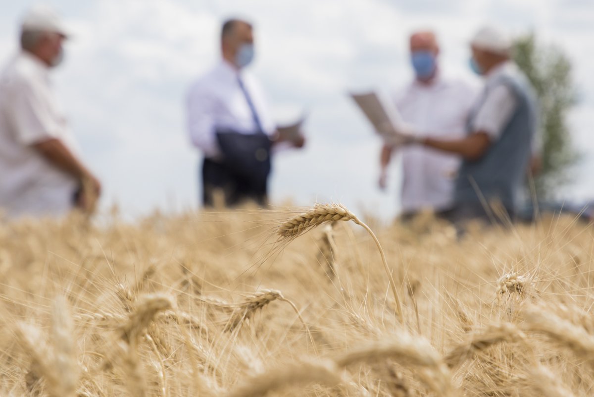 Поле сельское хозяйство
