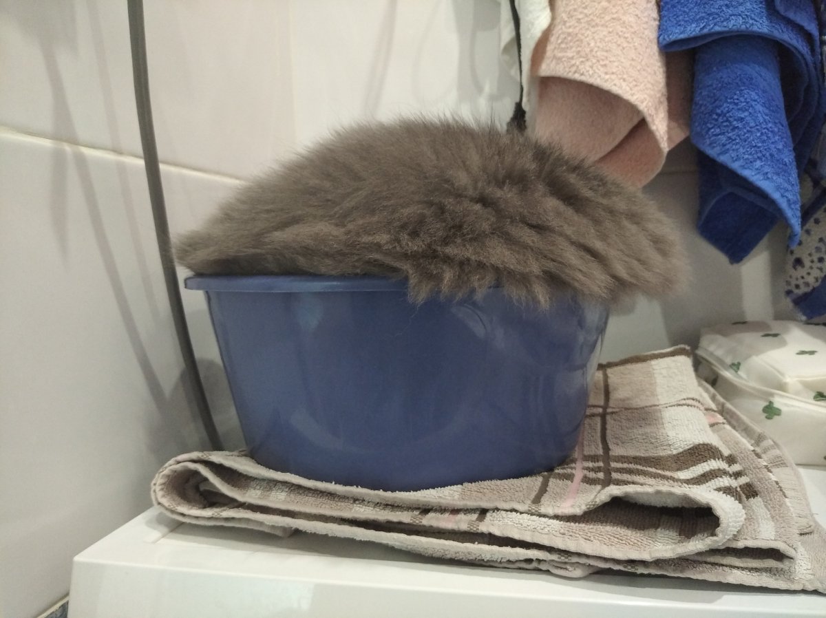 Падишах Золотая антилопа