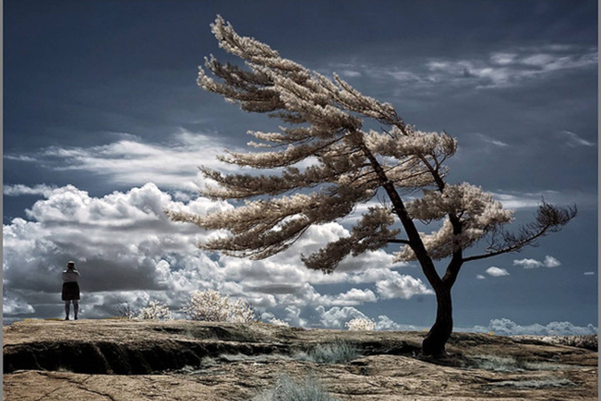 Дерево под ветром