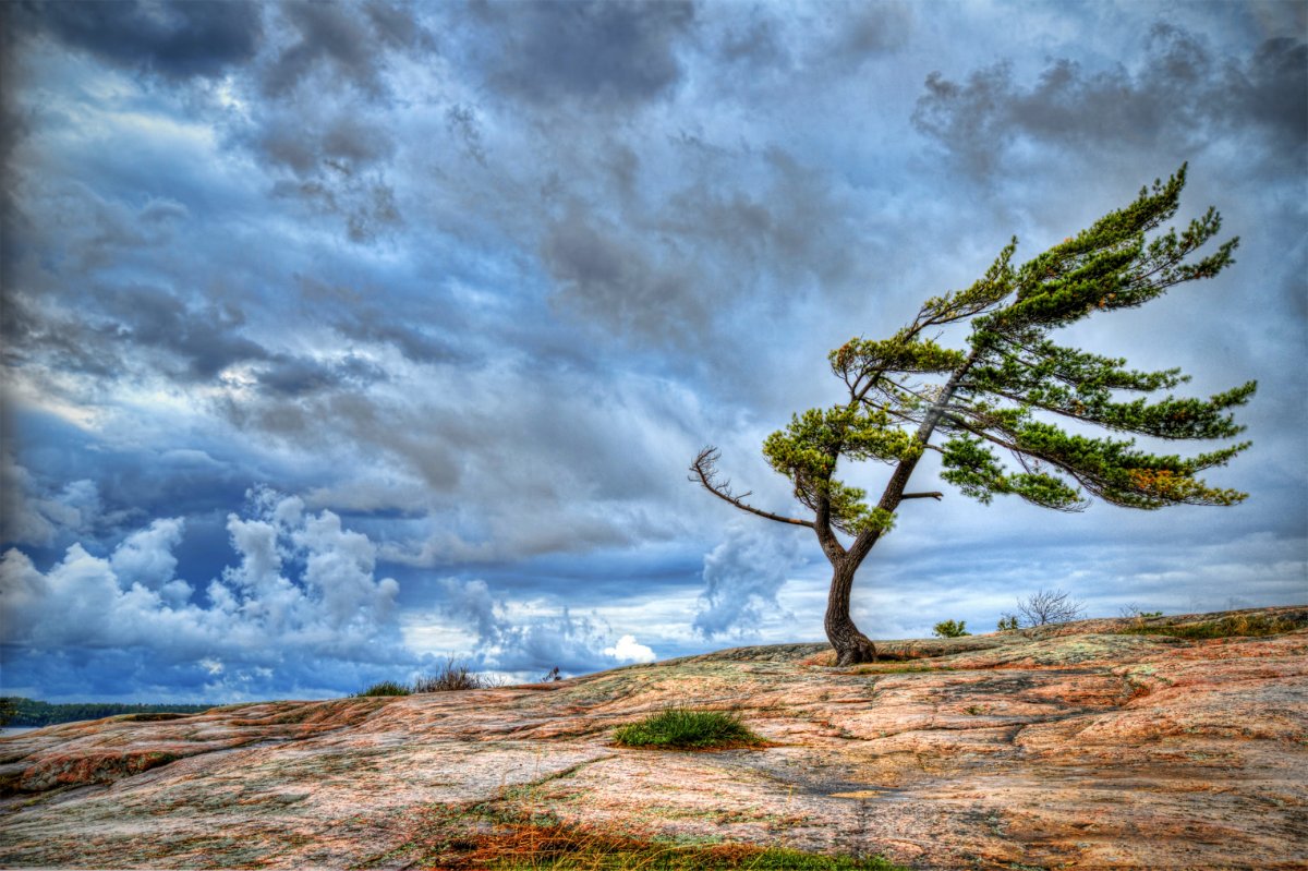 Ветер в соснах