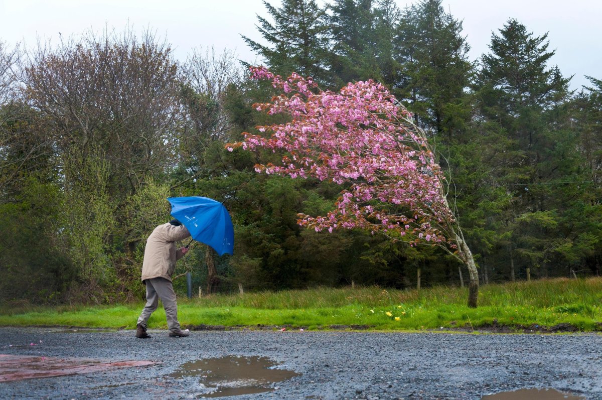 Сильный ветер летом
