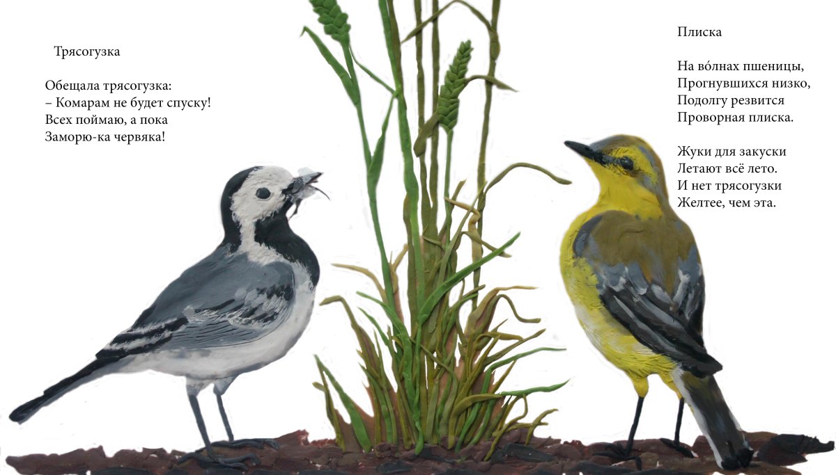 Трясогузка малыш