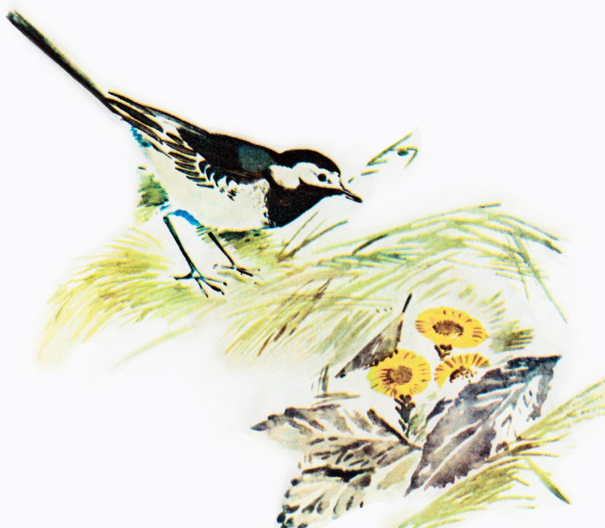 Рисование трясогузки