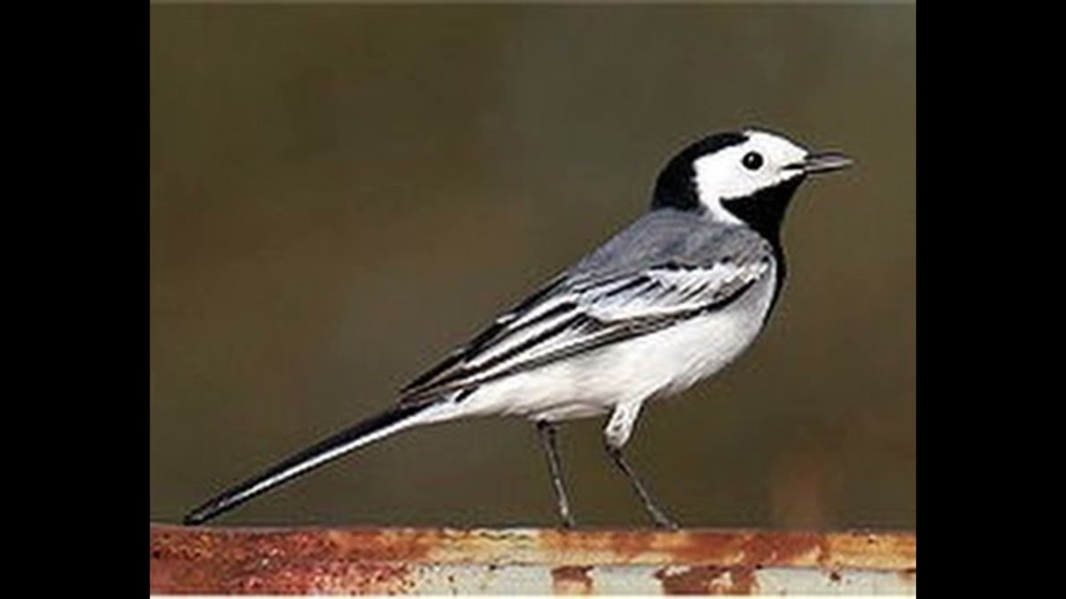 Птичка трясогузка