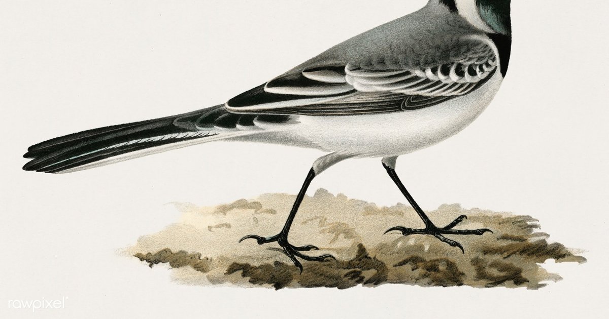 Трясогузка арт