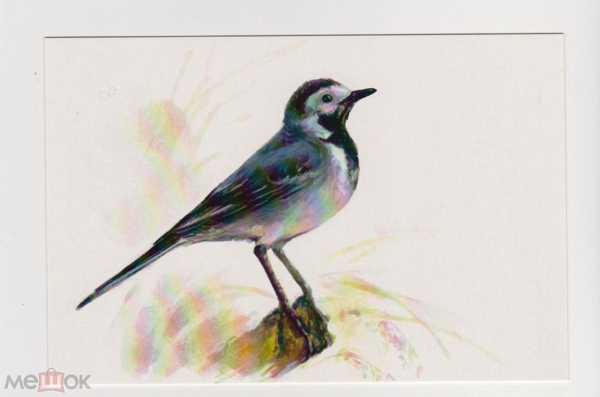 Трясогузка раскраска